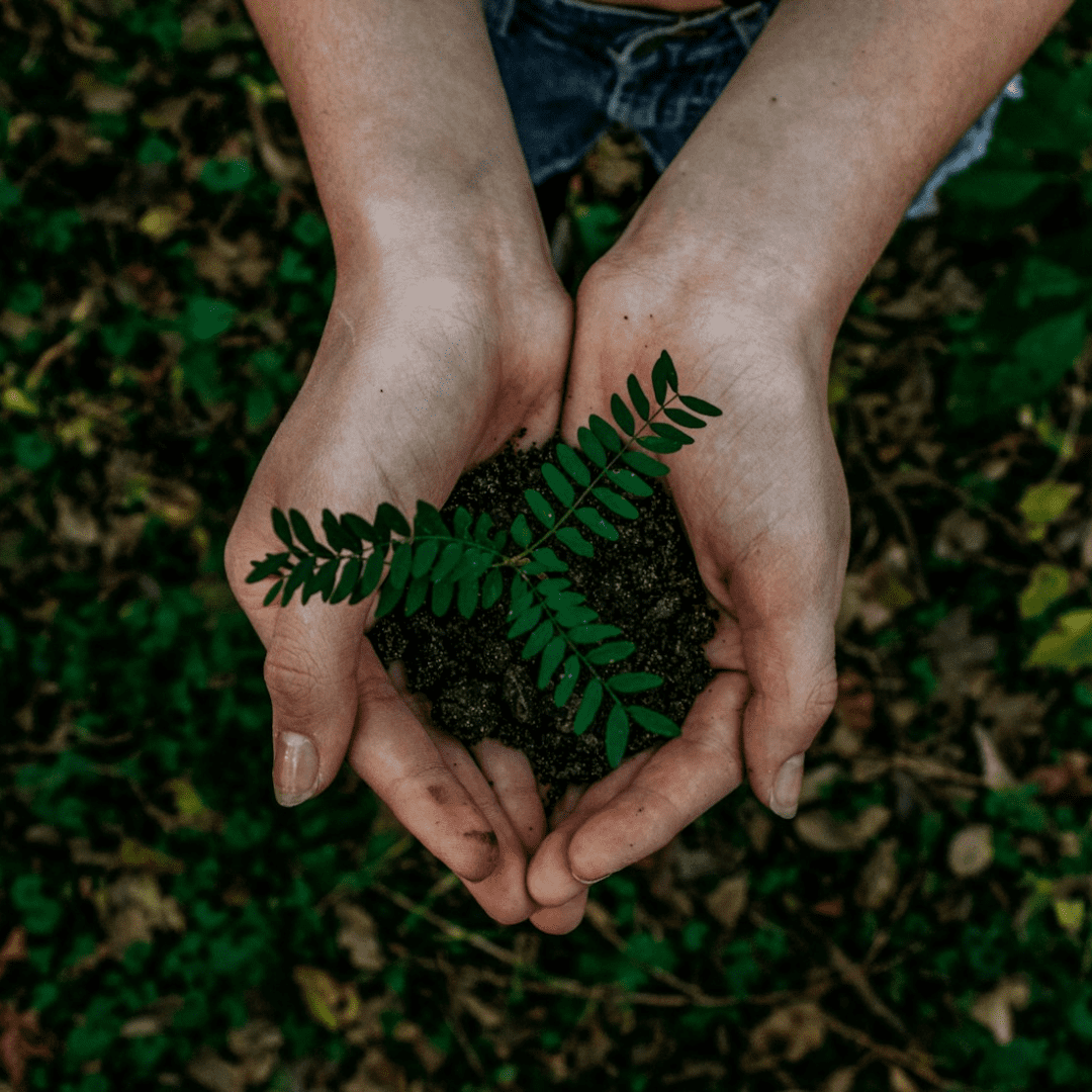 Foto de manos con planta